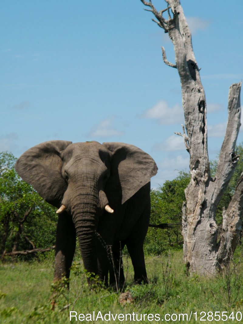 Bull Elephant in Kruger National Park. | Authentic Kruger Park Safari Experiences. | Image #11/11 | 