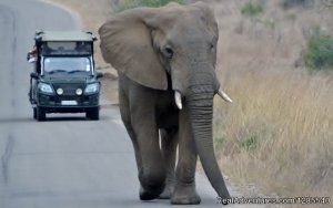 Authentic Kruger Park Safari Experiences.