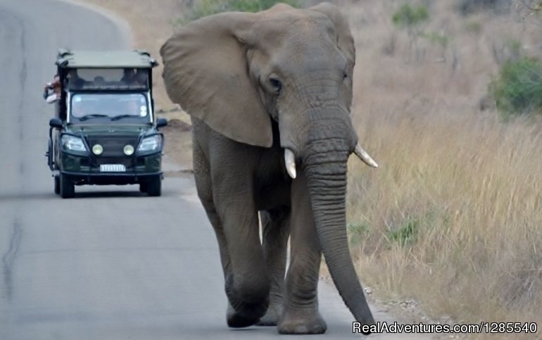 Open Vehicle Safaris. | Authentic Kruger Park Safari Experiences. | Kruger National Park, South Africa | Wildlife & Safari Tours | Image #1/11 | 