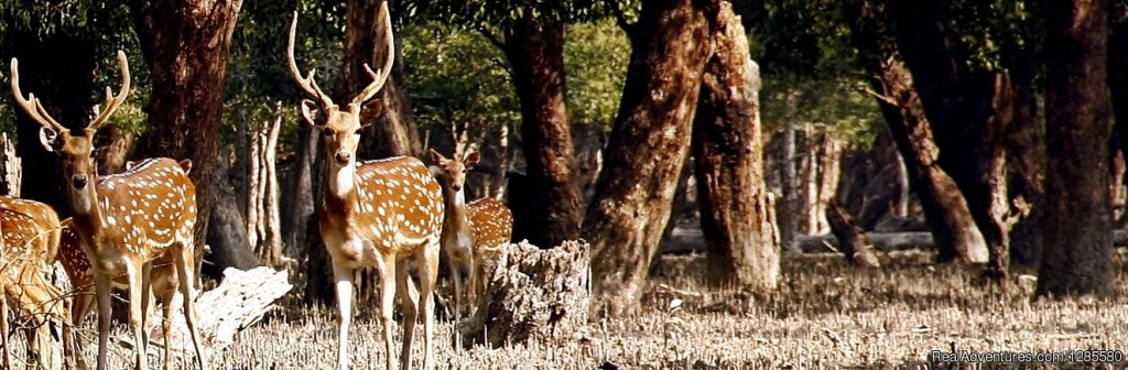 Happy Tourist | Best of Bangladesh Tour | Image #5/11 | 