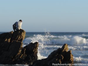 White shark conservation and research volunteer