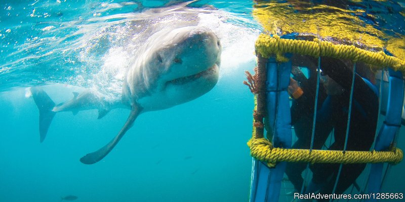 White shark conservation and research volunteer | Image #2/6 | 