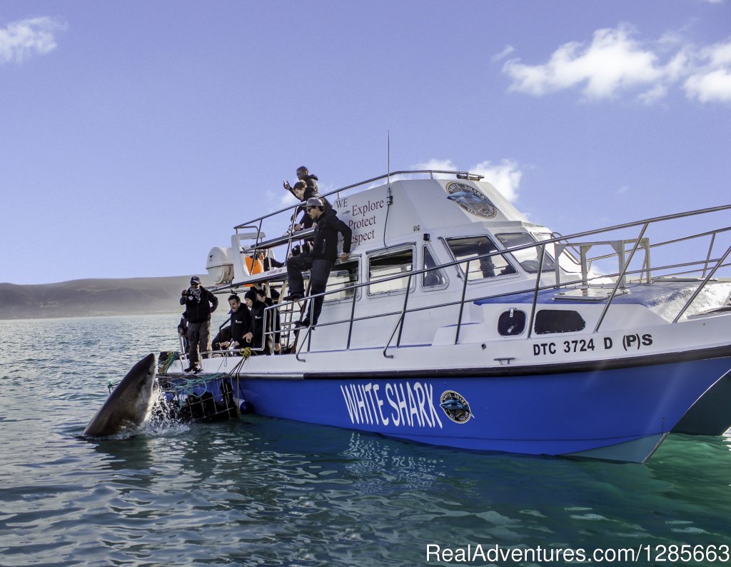 White shark conservation and research volunteer | Image #3/6 | 