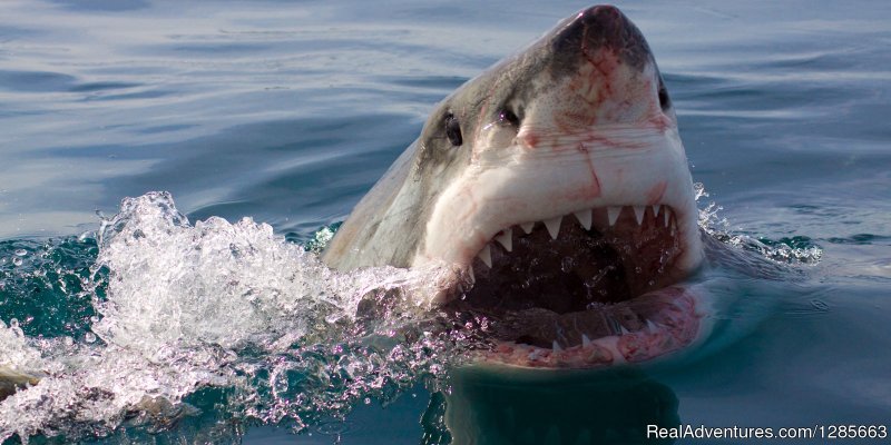 White shark conservation and research volunteer | Image #4/6 | 