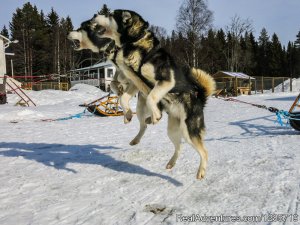 Northern light tour by dogsled in Swedish Lapland.