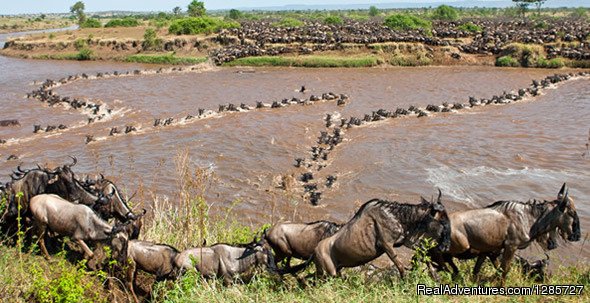 Great wildebeest migration crossing mara river | Safari Serengeti and Ngorongoro crater | Arusha, Tanzania | Sight-Seeing Tours | Image #1/2 | 