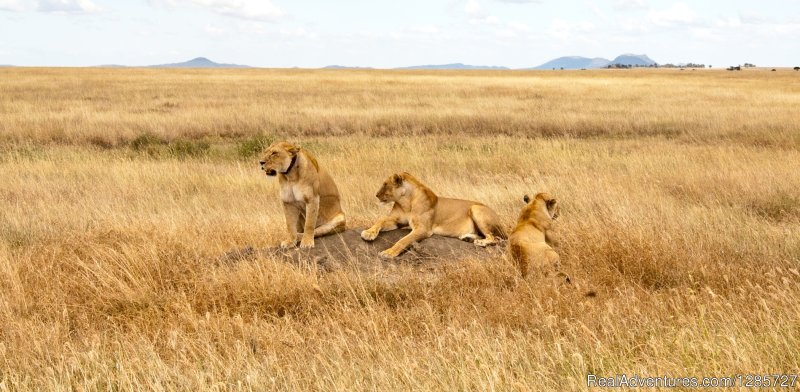 Youngstars male pride at Serengti | Safari Serengeti and Ngorongoro crater | Image #2/2 | 