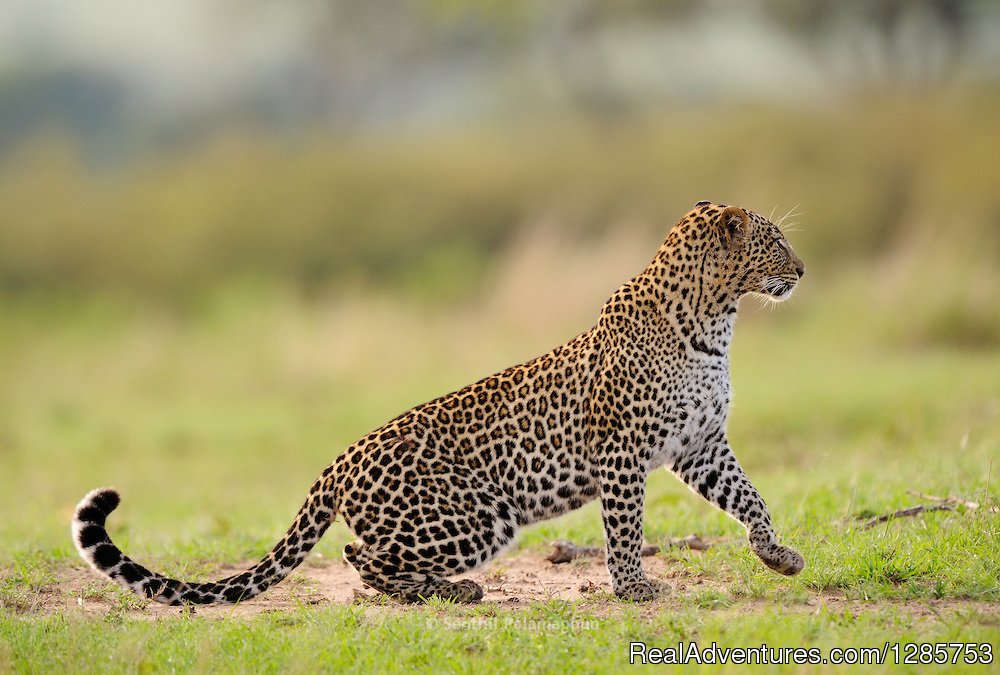Leopard in the jungle | Nature wildlife& safari tours | Aurora, Colorado  | Wildlife & Safari Tours | Image #1/1 | 