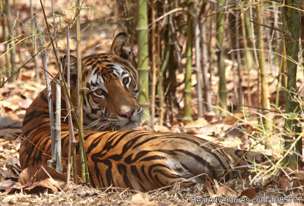JUNGLEWALA Safaris & Escapes | Indore, India | Wildlife & Safari Tours | Image #1/3 | 