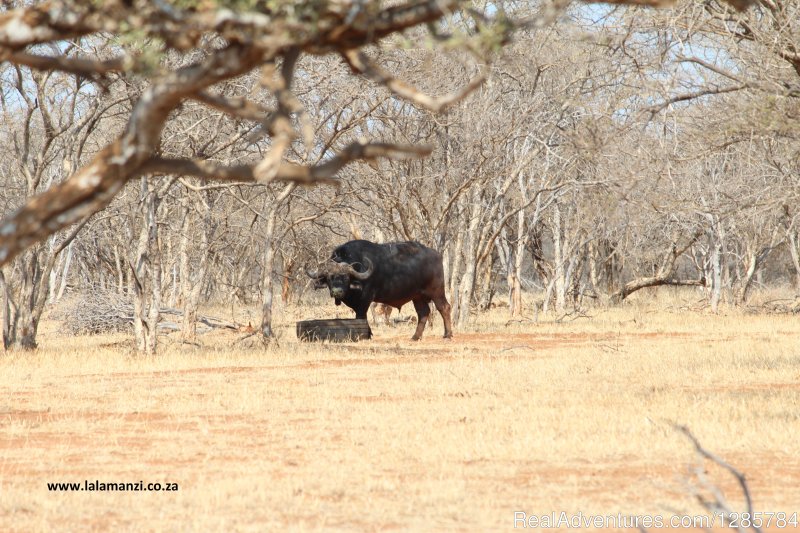 Animals | African Bush hunting and safari | Image #9/26 | 