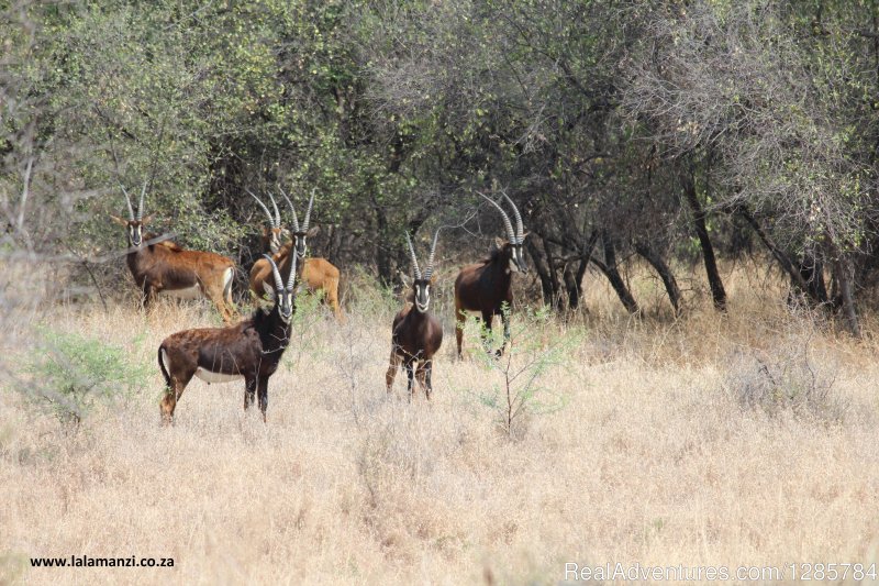 Animals | African Bush hunting and safari | Image #13/26 | 