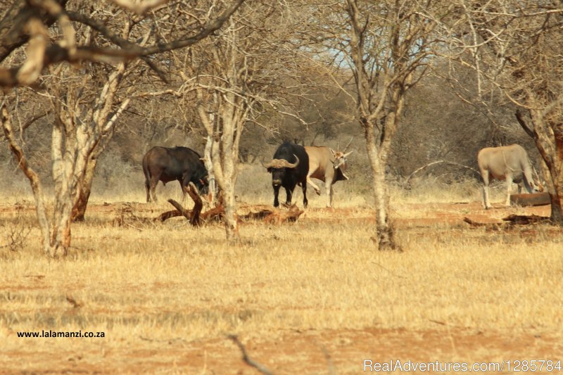 Animals | African Bush hunting and safari | Image #14/26 | 