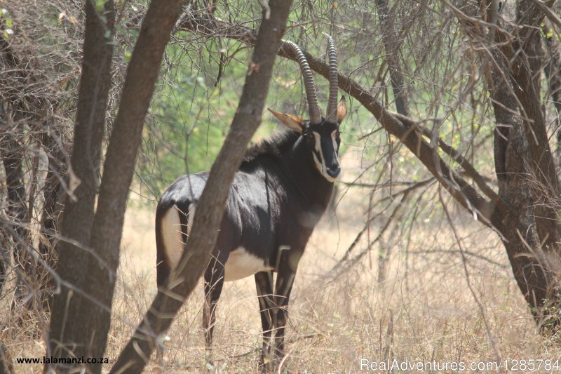 Animals | African Bush hunting and safari | Image #17/26 | 