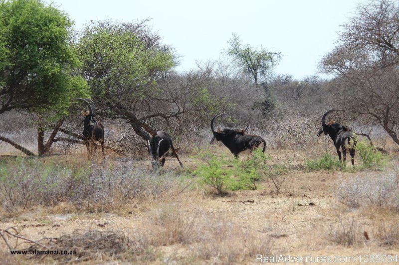 Animals | African Bush hunting and safari | Image #23/26 | 