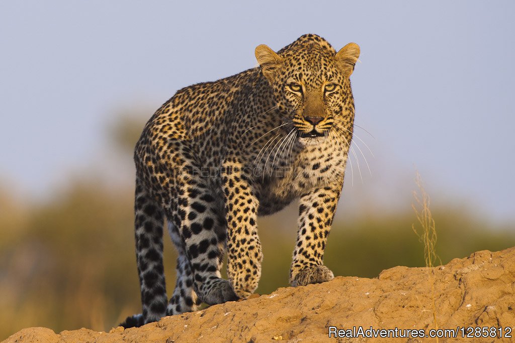 New Sunset Budget Safaris And Travel | Arusha, Tanzania | Wildlife & Safari Tours | Image #1/1 | 