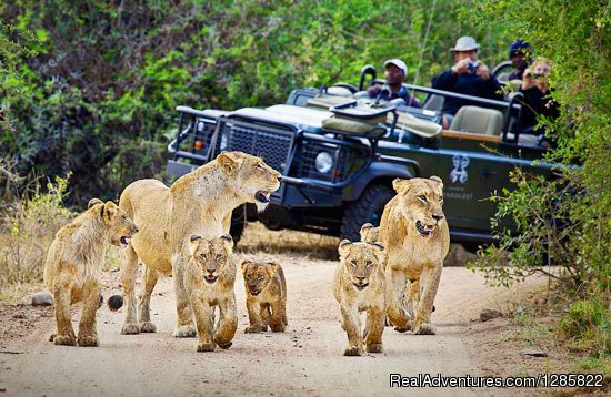 Scheduled Kruger Panoramic Experience | Chalo South Africa | Image #4/8 | 