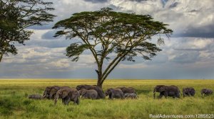 Comeandseeadventures | Arusha, Tanzania Tourism Center | Serengeti, Tanzania Travel Services