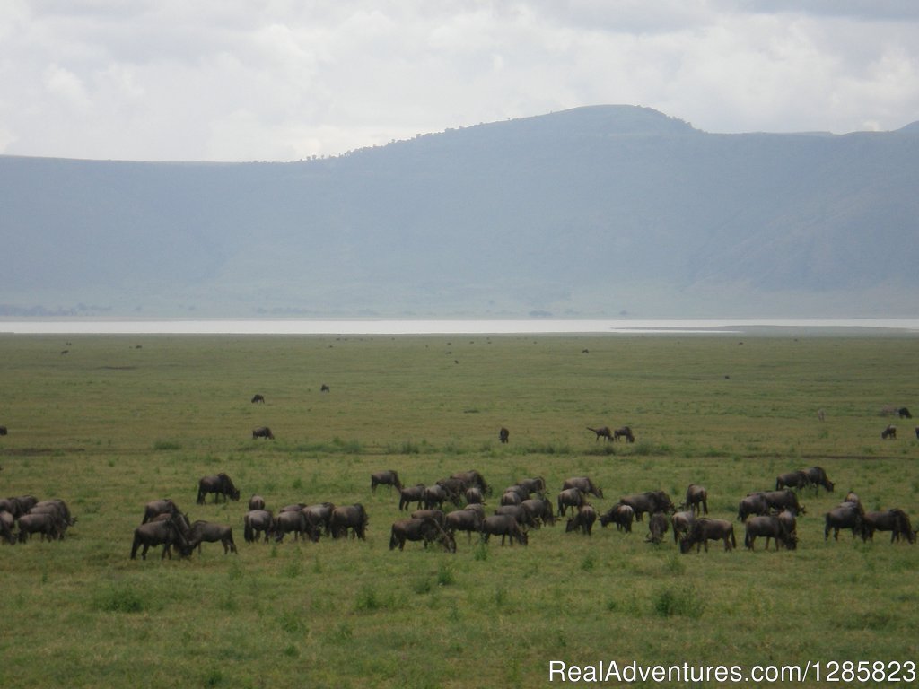 4 Days Lake Manyara ,Serengeti and Ngorongoro Crater | Comeandseeadventures | Image #3/8 | 