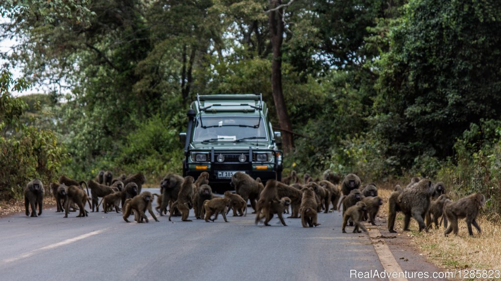 8Day Group Tour: Arusha National park, Lake Manyara, Serenge | Comeandseeadventures | Image #5/8 | 