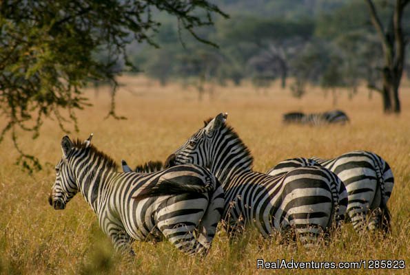 4-Days Lodging Tarangire, Serengeti & Ngorongoro Crater | Comeandseeadventures | Image #7/8 | 
