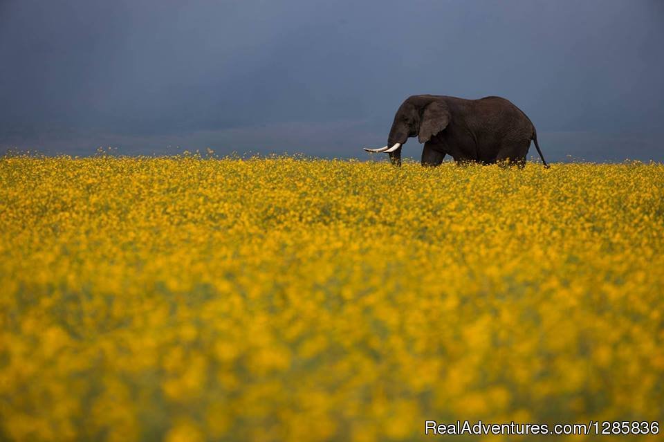 An elephant sighting in the amazing Ngorongoro crater. | Orange Adventures offers Travel, Tours & Safaris. | Image #4/21 | 