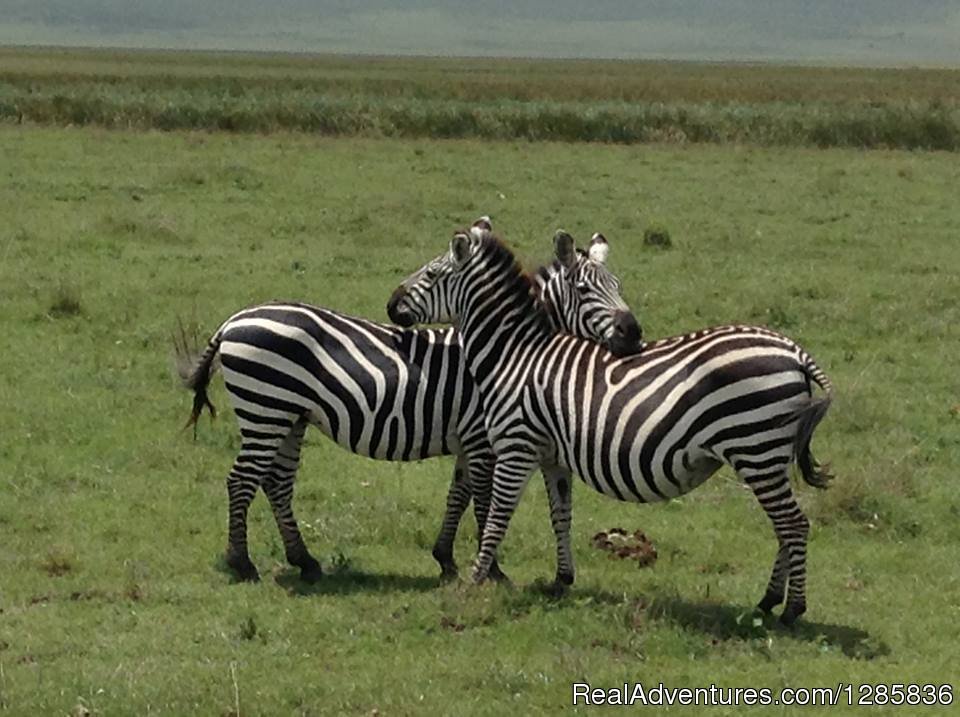 A zebra Hug | Orange Adventures offers Travel, Tours & Safaris. | Image #5/21 | 