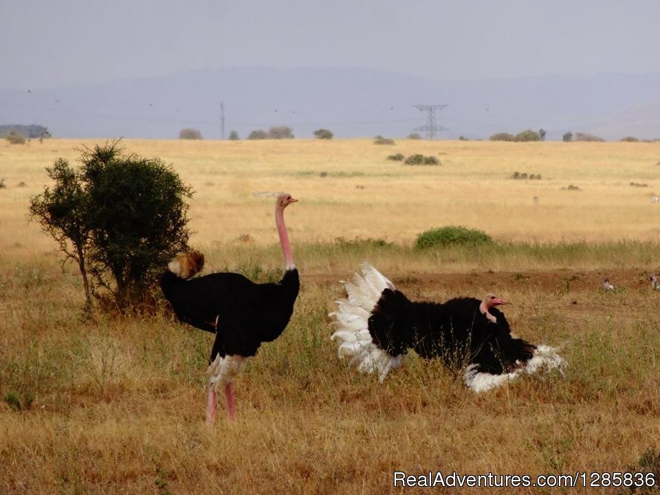 The Ostrich dance | Orange Adventures offers Travel, Tours & Safaris. | Image #13/21 | 