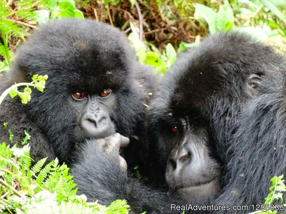 Gorrilla Trakking in Rwanda & Uganda | Orange Adventures offers Travel, Tours & Safaris. | Image #14/21 | 