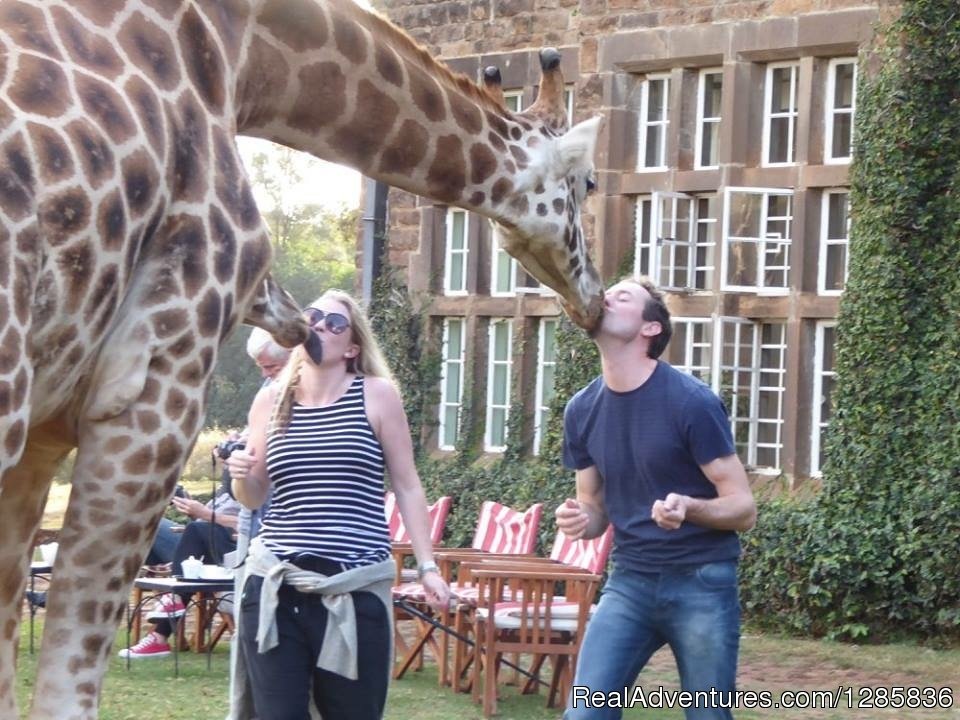 Lets Kiss a giraffe | Orange Adventures offers Travel, Tours & Safaris. | Image #15/21 | 