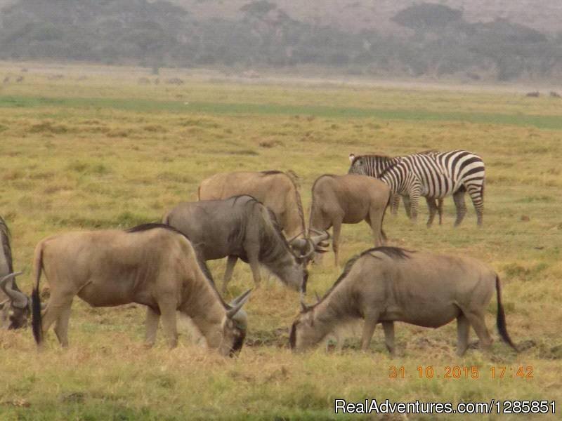 Wildbeat Grazing Amboseli | Holiday Tour Packages | Nairobi, Kenya | Sight-Seeing Tours | Image #1/6 | 