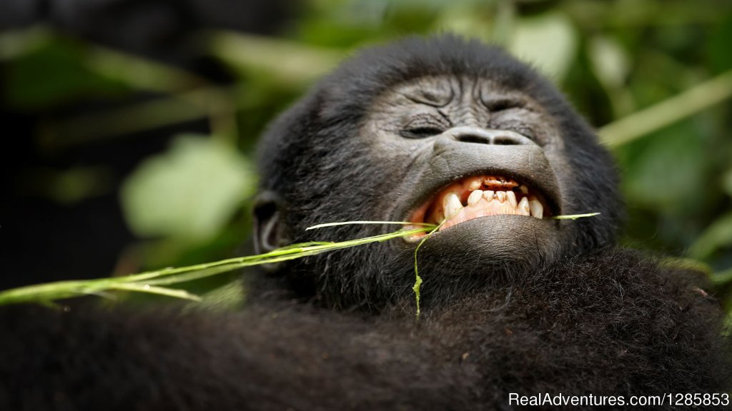 Gorilla Habituation in Bwindi Forest - Uganda | Realm Africa Safaris (U) Ltd | Entebbe, Uganda | Wildlife & Safari Tours | Image #1/4 | 