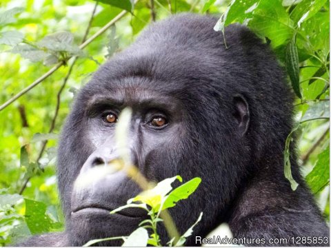Gorilla Trekking In Bwindi