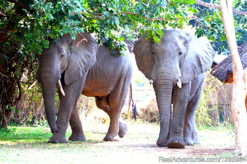 Wild visitors in the camp | Affordable Safari Holidays at Croc Valley Camp | Image #5/22 | 
