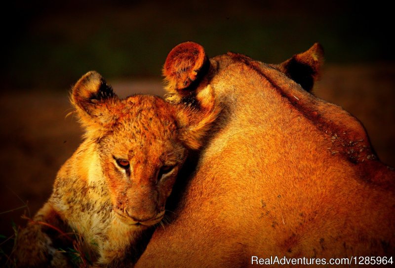 Lion sighting | Affordable Safari Holidays at Croc Valley Camp | Image #6/22 | 