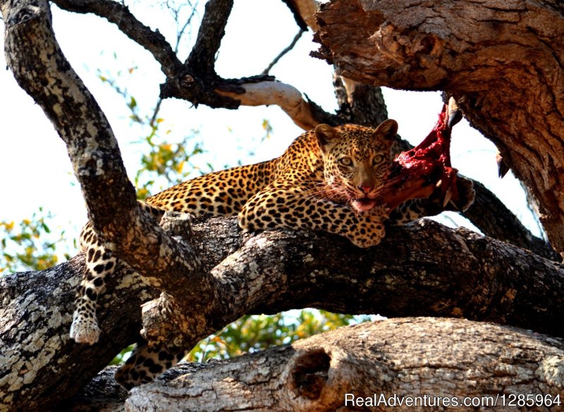 Leopard sighting | Affordable Safari Holidays at Croc Valley Camp | Image #14/22 | 