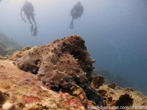 Reef Octopus At Racha Noi