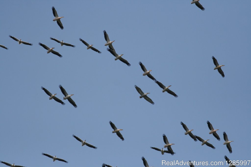 Pelican Birding Lodge/ Accommodation & Wildlife | Image #4/11 | 