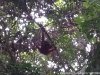 Orangutan Kutai National Park | Kalimantan, Indonesia