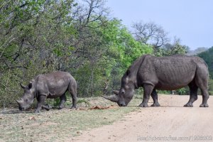 Private Kruger Park open vehicle safaris