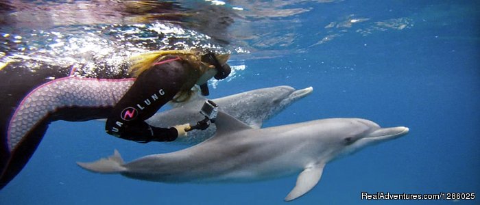 Atlantic spotted dolphins on a Wild Ocean Adventures trip | Wild dolphin snorkel cruise to Bahamas | Palm Beach, Florida  | Wildlife & Safari Tours | Image #1/2 | 