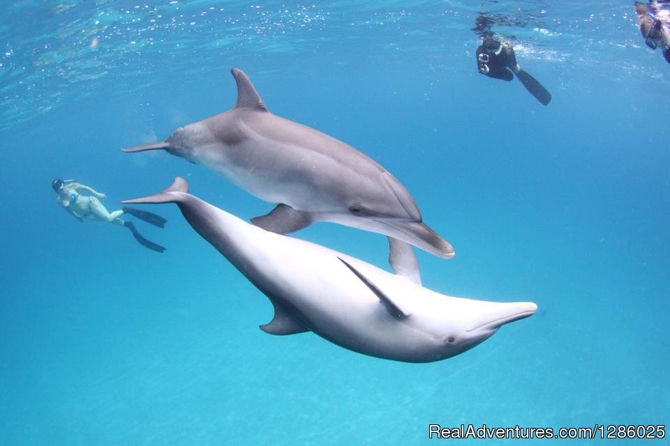Wild dolphin snorkel cruise to Bahamas | Image #2/2 | 
