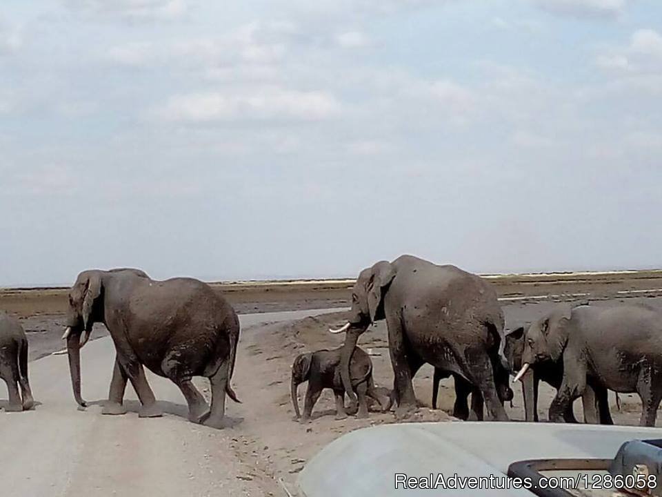 Elephant Herds | Wilderbeest Migration Safaris | Nairobi, Kenya | Wildlife & Safari Tours | Image #1/1 | 