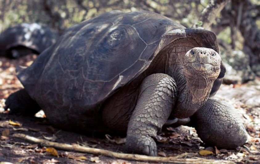 Tortoise | 6 Day Galapagos Amazing | Image #4/6 | 
