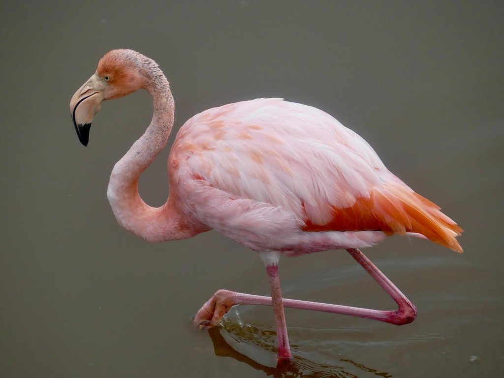 Flamingo | 6 Day Galapagos Amazing | Image #5/6 | 
