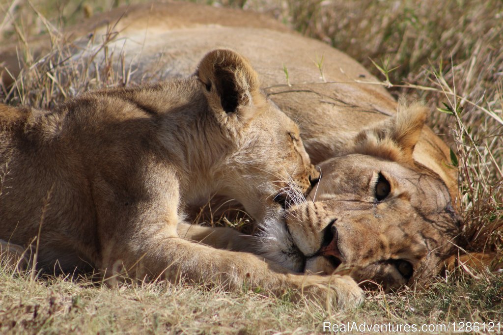 Serengeti National Park | Safe and fun Adventure | Image #12/22 | 