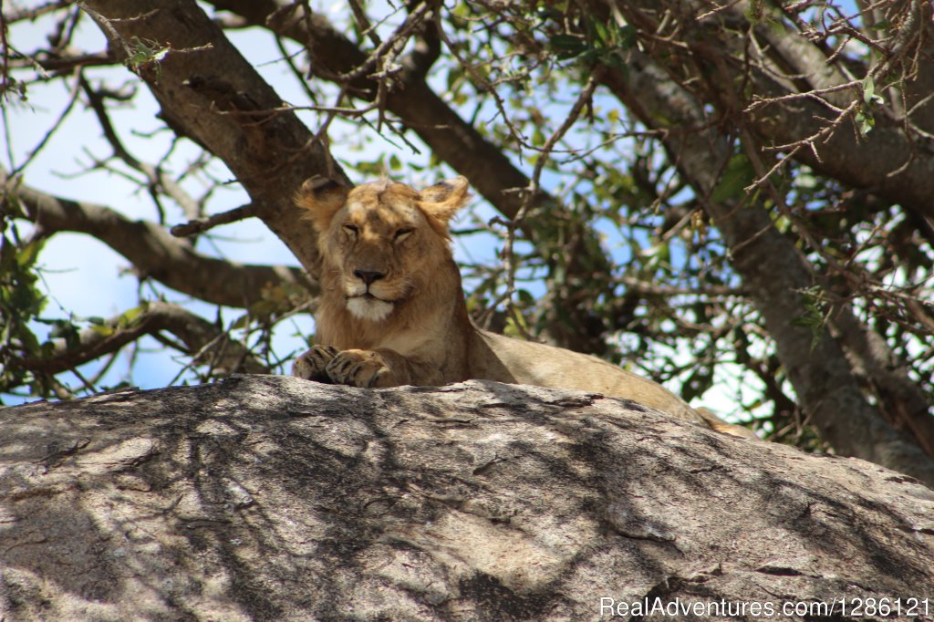 Serengeti National Park | Safe and fun Adventure | Image #7/22 | 