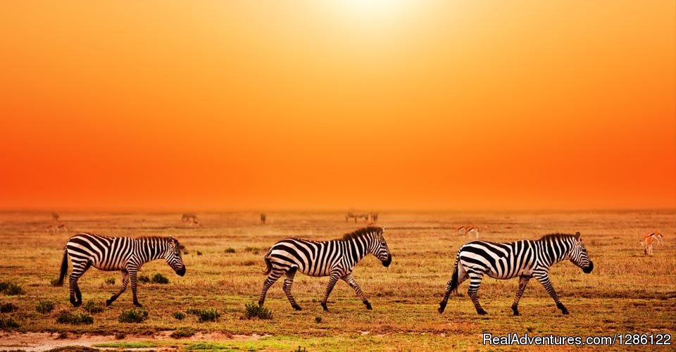 Movement Of Zebra | African Jambo Safaris | Image #2/8 | 