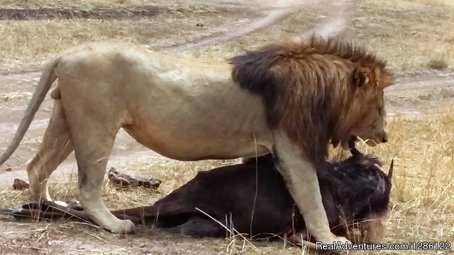 Lion Eating A Prey | African Jambo Safaris | Image #5/8 | 