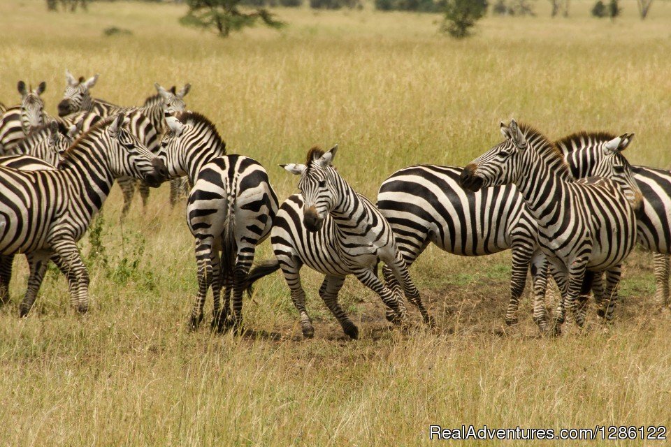 African Jambo Safaris | Image #7/8 | 