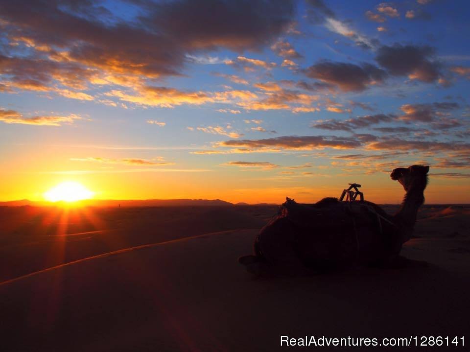 Camel Ride | Night In Merzouga Desert By Camel Ride | Image #3/8 | 
